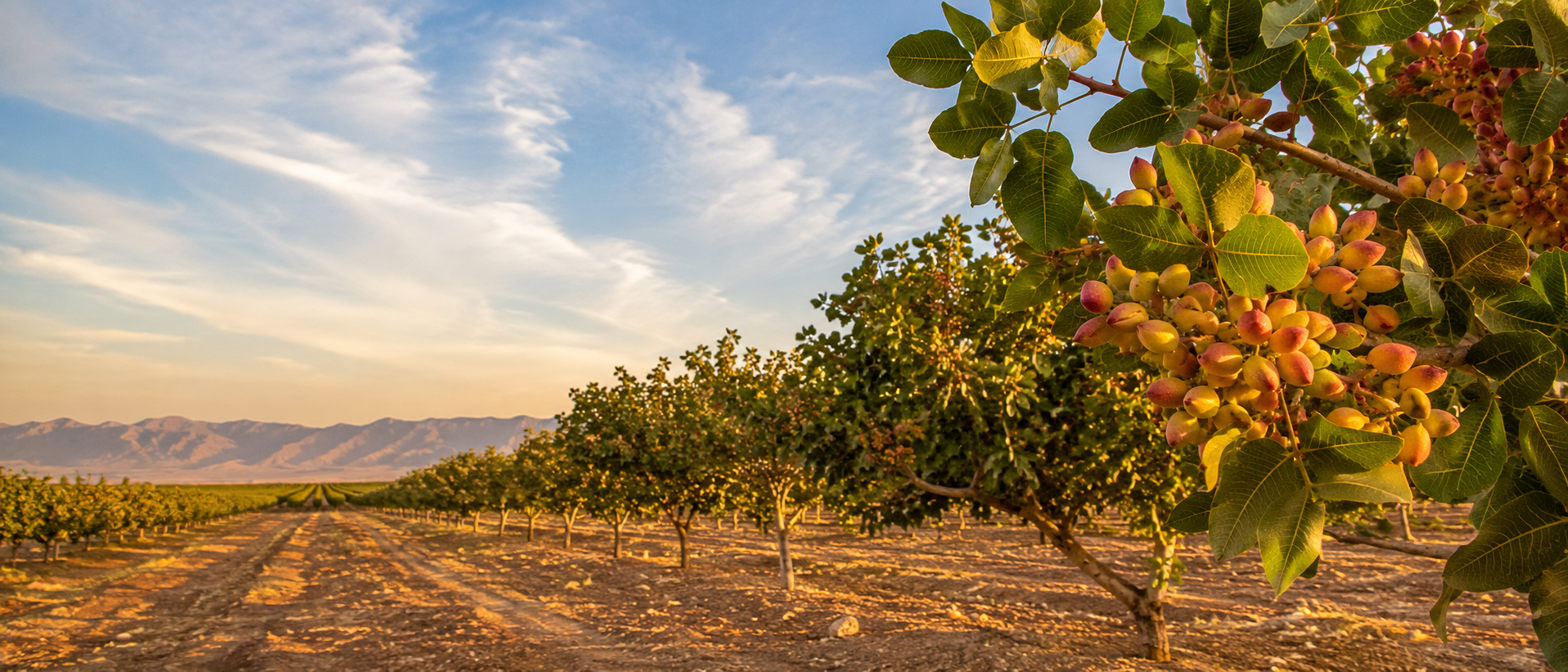 Pistachio pressure compounded by Iran War squeeze